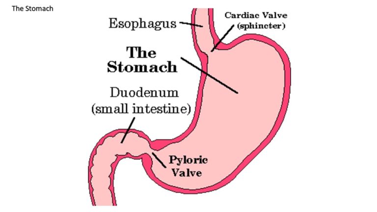 Lesson 6: The Digestive System (page 2 of 8) – Natural Health Pro Training